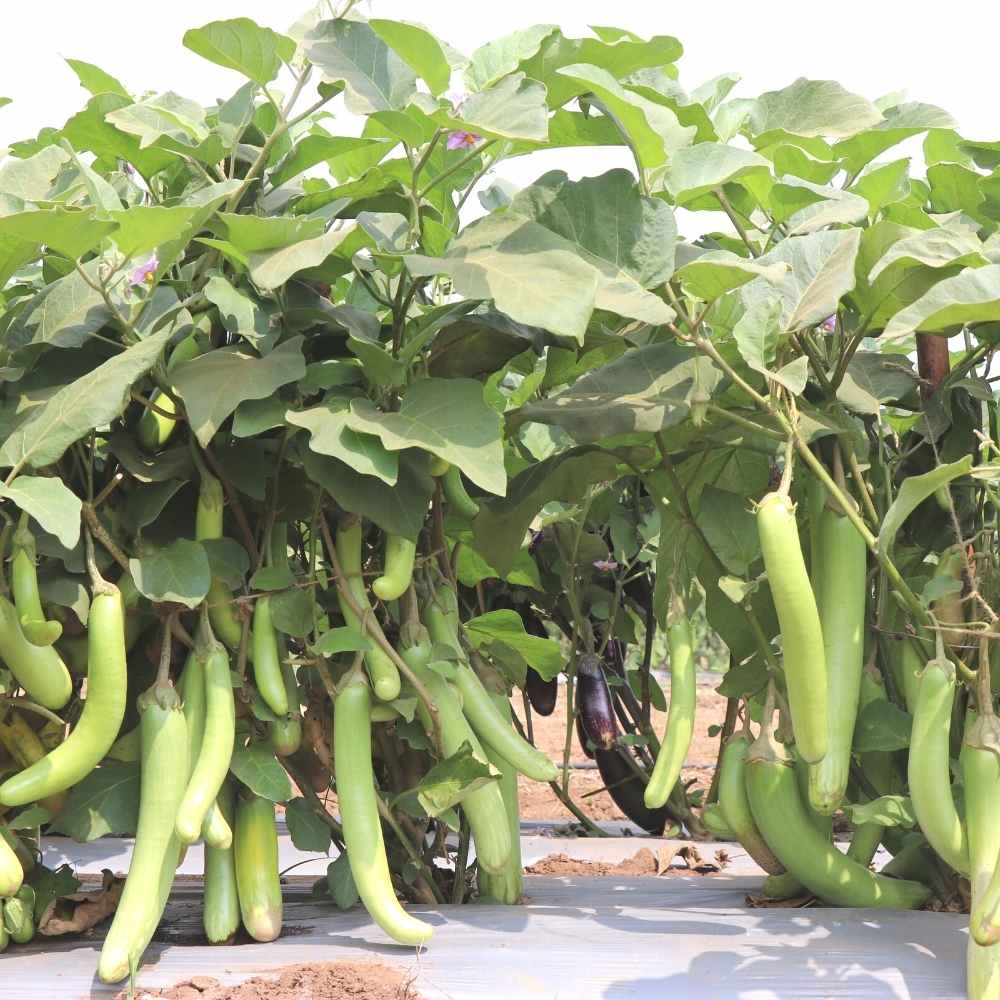 Green Brinjal Extra Long Seeds - (50 Seeds) High Germination/ High Yield / Ideal for Terrace/Kitchen Gardening (Lamba Baingan\Eggplant/लंबा बैंगन के बीज) - Image 2