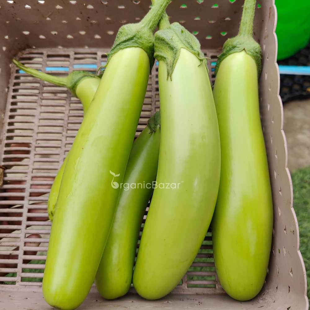 Green Brinjal Seeds (Long) - (50 Seeds) High Germination/ High Yield / Ideal for Terrace/Kitchen Gardening (Lamba hara Baingan/Eggplant/लंबा बैंगन के बीज) - Image 2