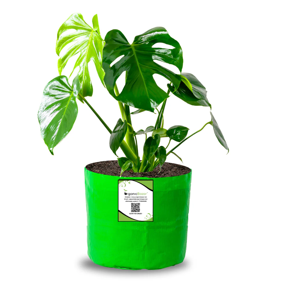 OrganicBazar 6x6 Small Size Grow Bag for Home Gardening, Premium HDPE 260 GSM, Green Plant Bags - Image 6