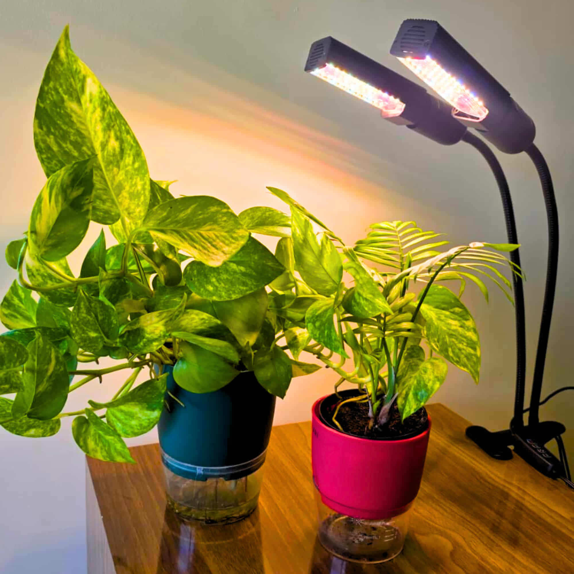 Grow Light with Full Spectrum LED for Indoor Plants — Dual Head with Adjustable Gooseneck & Smart controller switch - Image 4