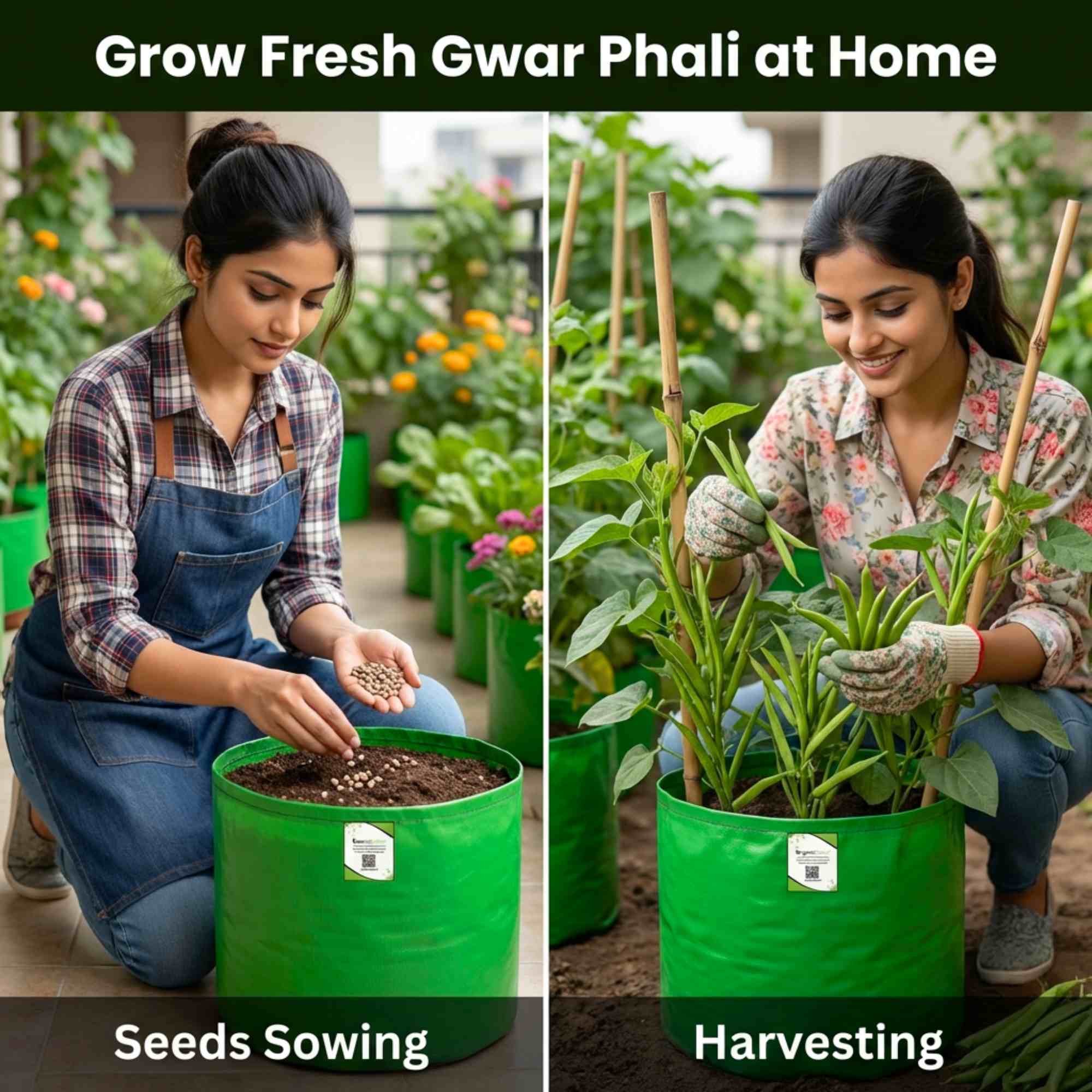 Gwar Phali Seeds - 50 Seeds (Cluster Beans/क्लस्टर बीन्स/ग्वार फली के बीज) High Germination, Easy to Grow Seeds For Terrace Gardening - Image 2