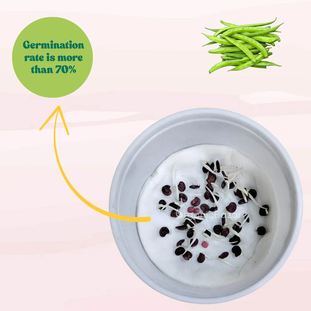 Gwar Phali Seeds - 50 Seeds (Cluster Beans/क्लस्टर बीन्स/ग्वार फली के बीज) High Germination, Easy to Grow Seeds For Terrace Gardening - Image 6