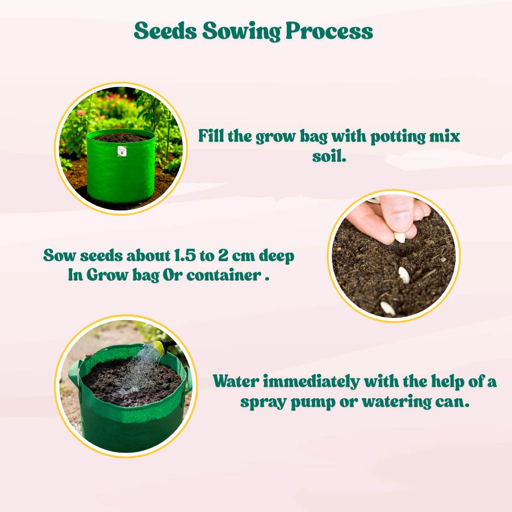 Gwar Phali Seeds - 50 Seeds (Cluster Beans/क्लस्टर बीन्स/ग्वार फली के बीज) High Germination, Easy to Grow Seeds For Terrace Gardening - Image 8