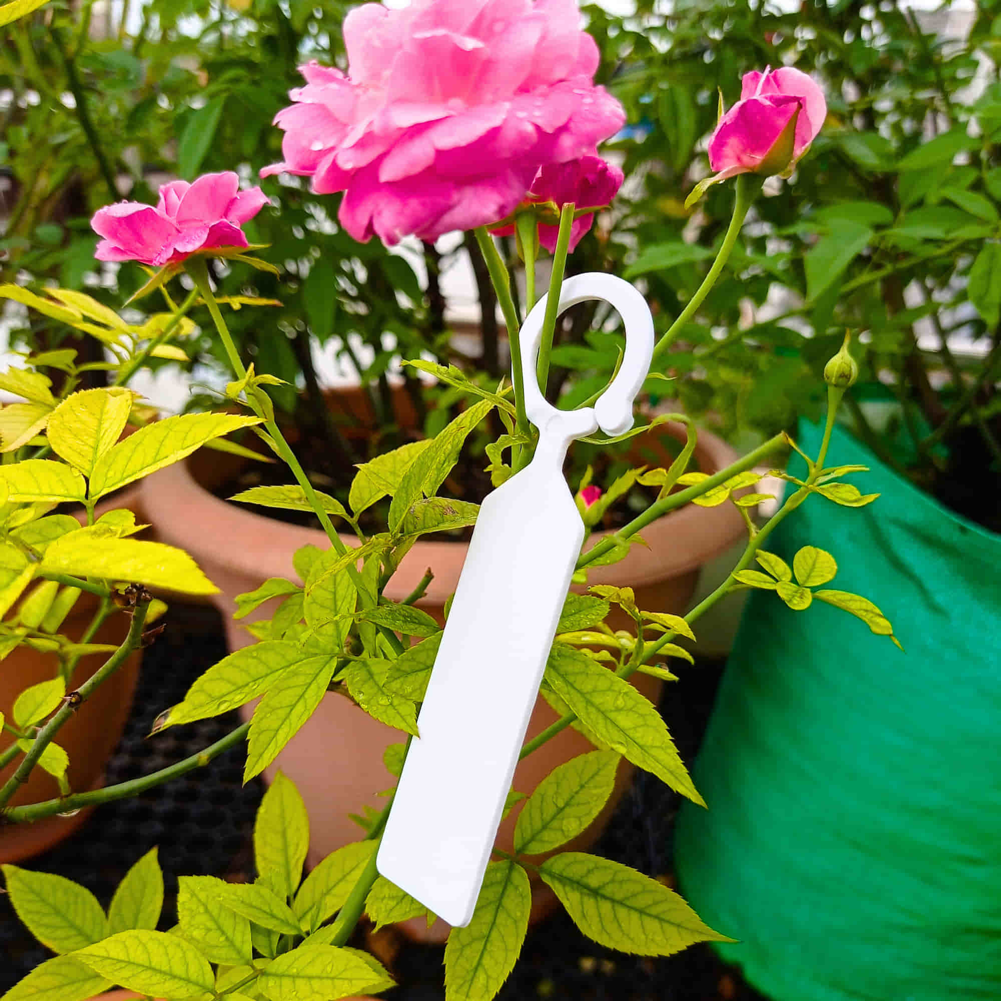 Hanging Plant Tag for Nursery & Home Garden | Plastic Plant Tree Tags | Ring Tag Garden Labels for Terrace Garden - Image 7