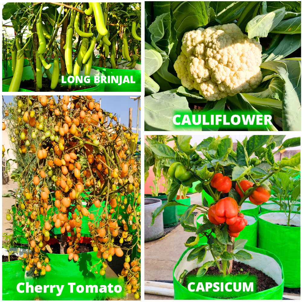 OrganicBazar 12x18 Grow Bag for Vegetables Garden, Premium HDPE 260 GSM, Green Plant Bags for Terrace Garden - Image 7