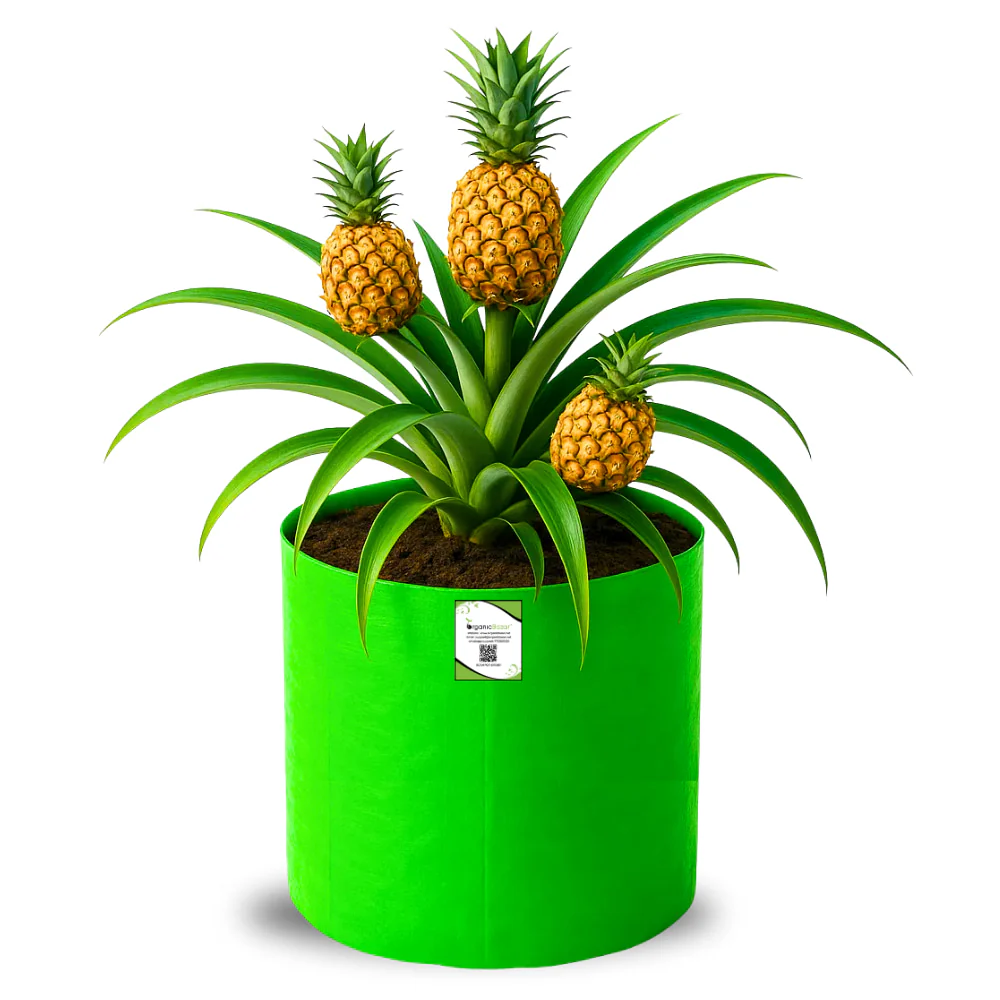 OrganicBazar 15x18 Big Grow Bag for Terrace Garden, Premium HDPE 260 GSM Green Plant Bags - Image 5