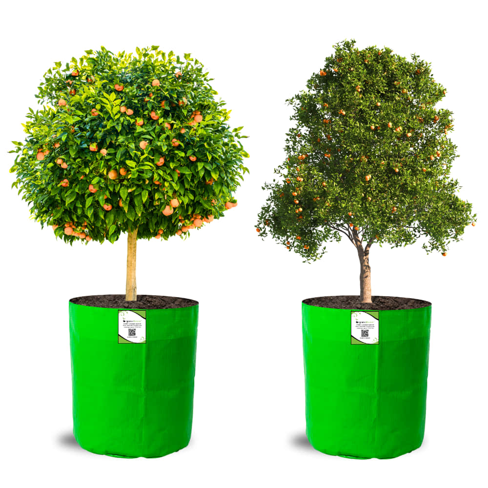 OrganicBazar 18X24 Tree Grow Bag for Home Gardening, Premium HDPE 260 GSM Green Big Plant Bags - Image 7