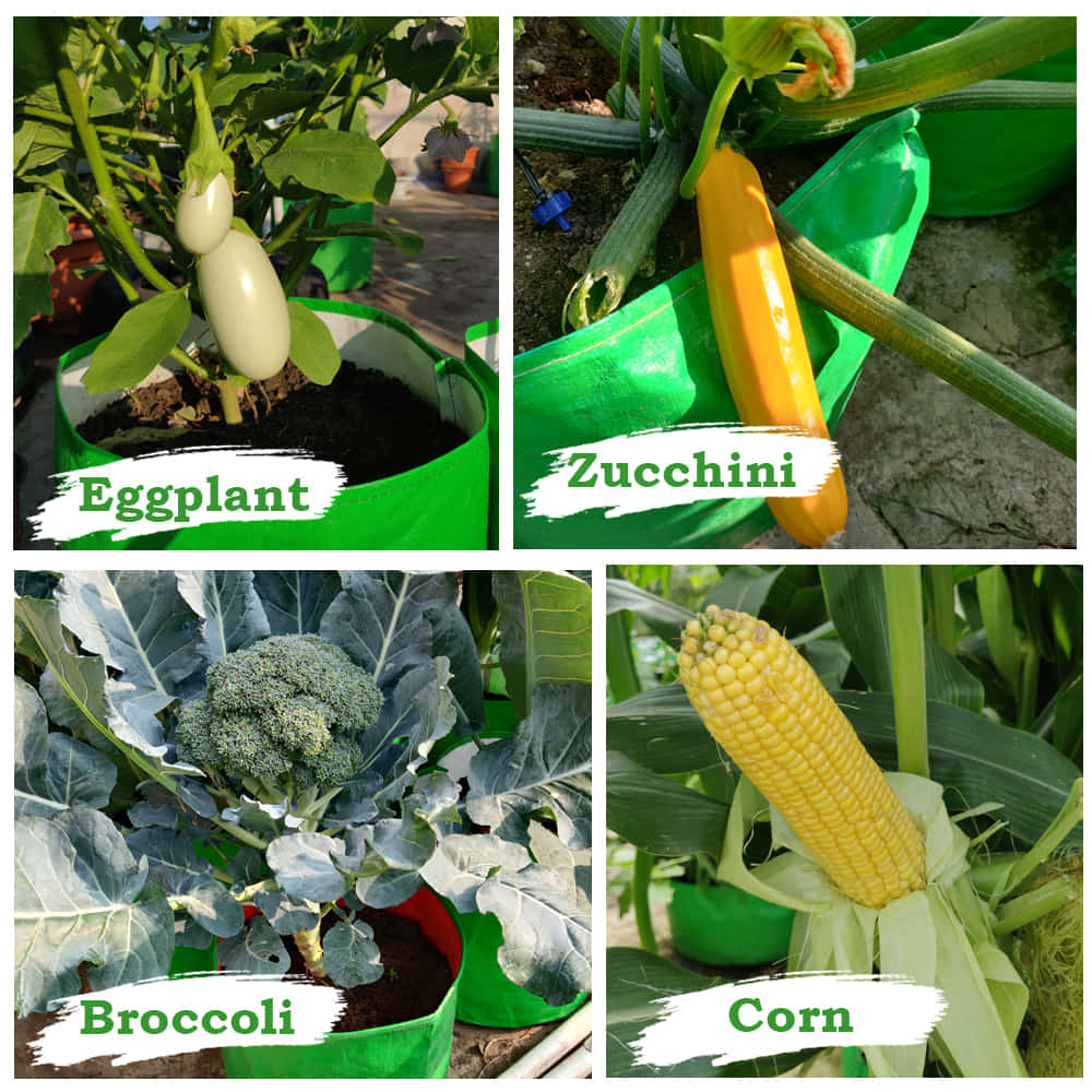 OrganicBazar 18x12 Grow Bag for Vegetable Gardening, Premium HDPE 260 GSM, Green Plant Bags for Home Garden - Image 8