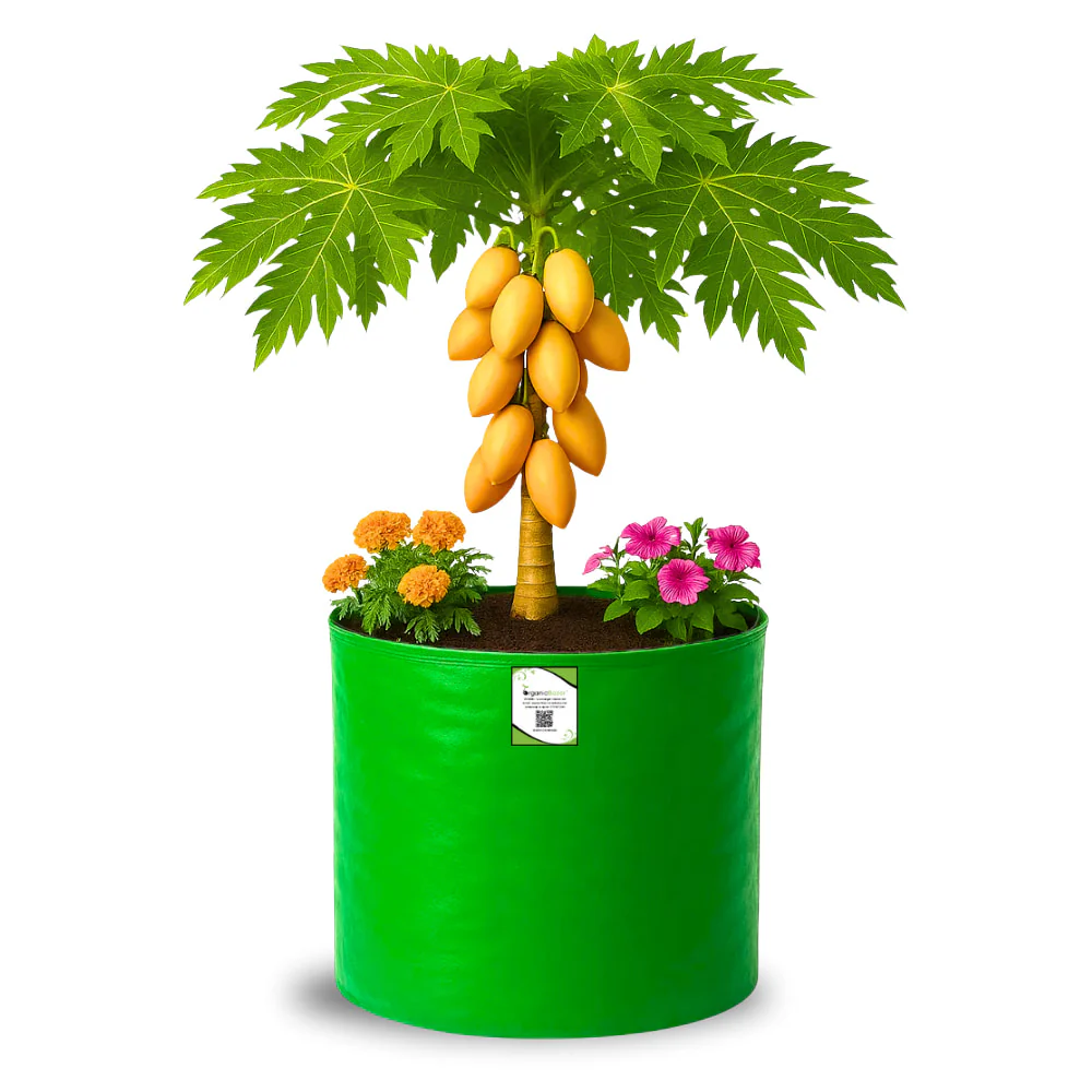 OrganicBazar 21x21 Big Size Grow Bags for Terrace Gardening, Premium HDPE 260 GSM Green Plant Bag for Fruit Tree - Image 2
