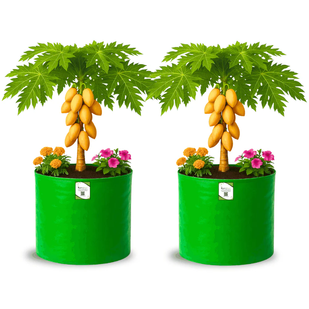 OrganicBazar 21x21 Big Size Grow Bags for Terrace Gardening, Premium HDPE 260 GSM Green Plant Bag for Fruit Tree - Image 7