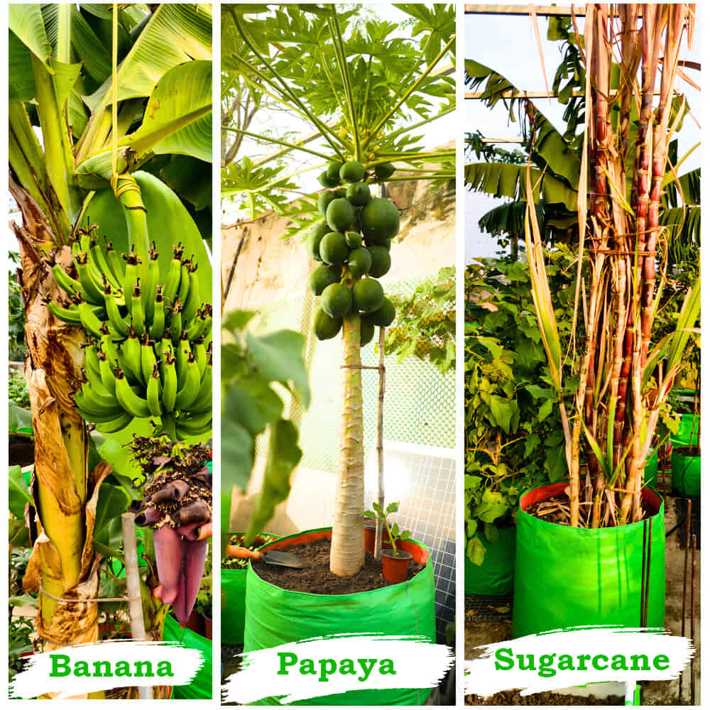 OrganicBazar 24X36 Very Large Grow Bag for Fruit Tree, Premium HDPE 260 GSM Green Big Planter for Terrace Garden - Image 10
