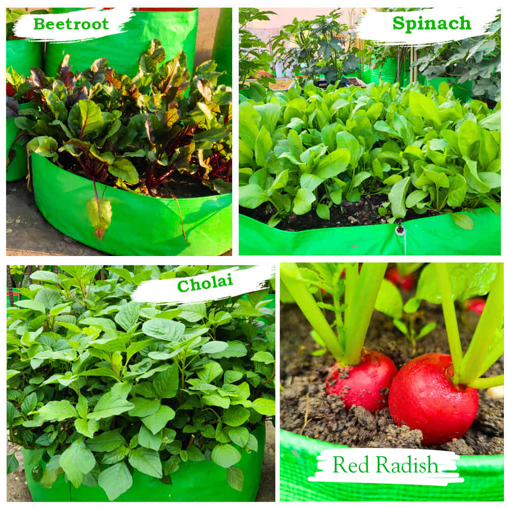 OrganicBazar 24x6 Grow Bag for Leafy Vegetables, Premium HDPE 260 GSM, Green Plant Bags for Terrace Garden - Image 6