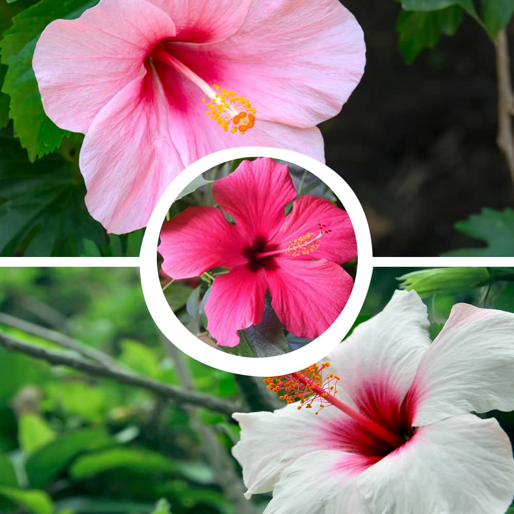 Hibiscus (Gudhal) Mix Flower Seeds (05 Seeds)