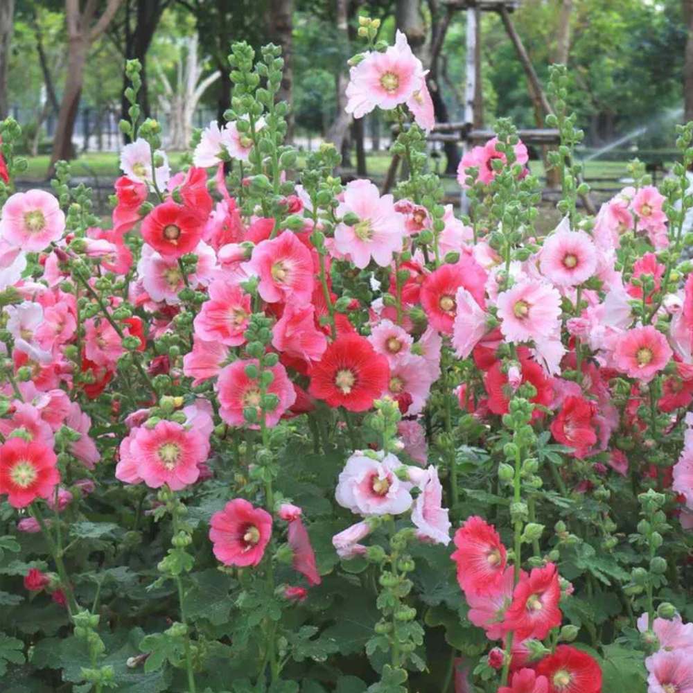 Hollyhock Summer Carnival Mix Seeds - 50 Seeds (Gulkhera/गुलखैरा के बीज) - Image 2