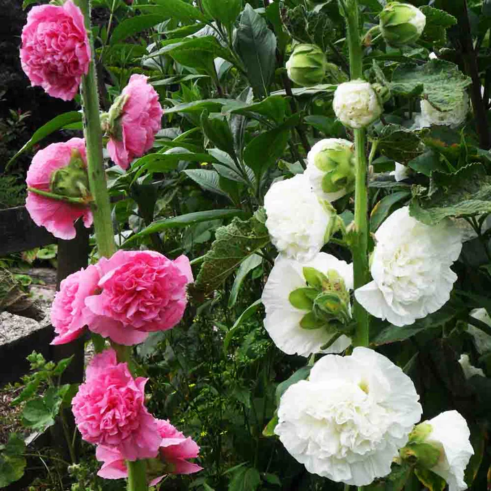 Hollyhocks Double Dwarf Mix Seeds - 50 Seeds (Gulkhera/गुलखैरा के बीज) - Image 2