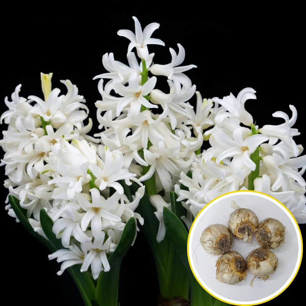 Hyacinth White Flower Bulbs (05N) - Image 2