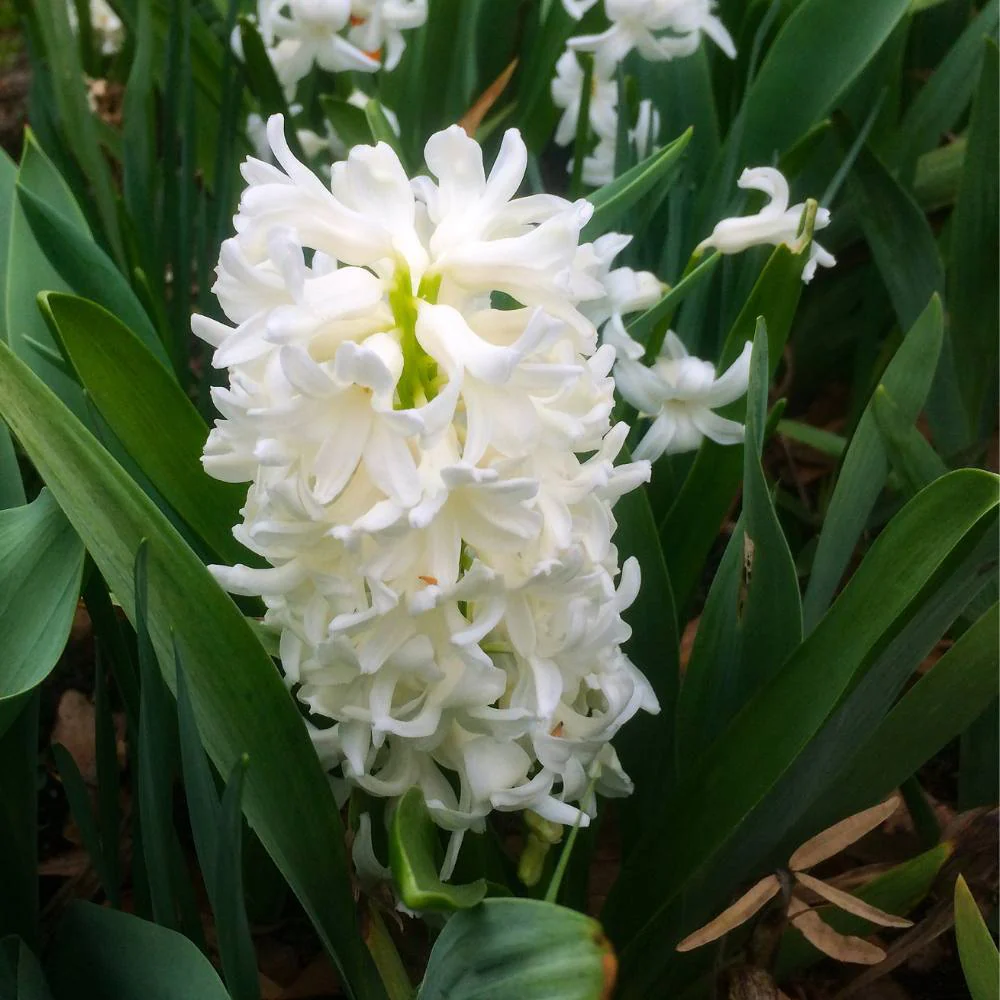 Hyacinth White Flower Bulbs (05N) - Image 3