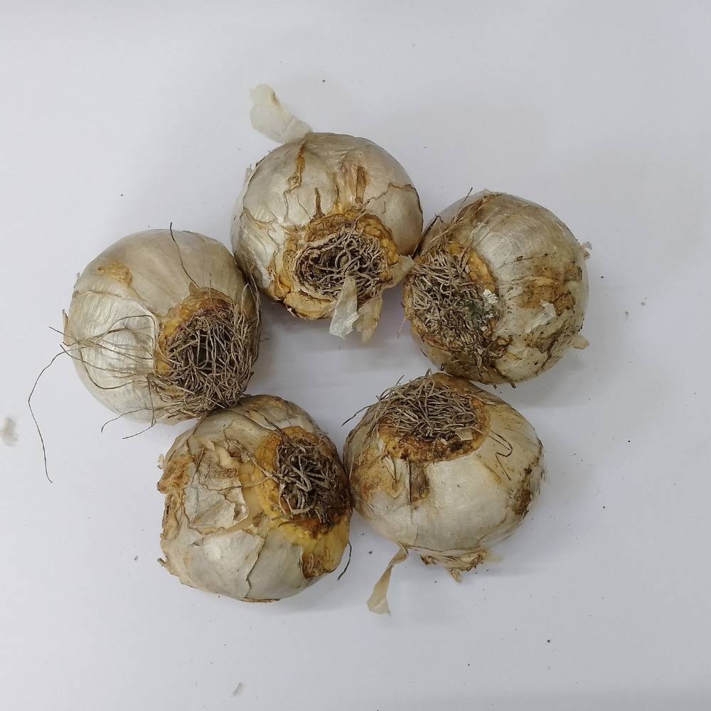 Hyacinth White Flower Bulbs (05N) - Image 4