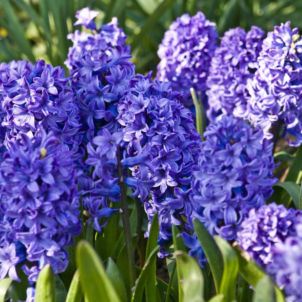 Hyacinth Blue Flower Bulbs (05N) - Image 4