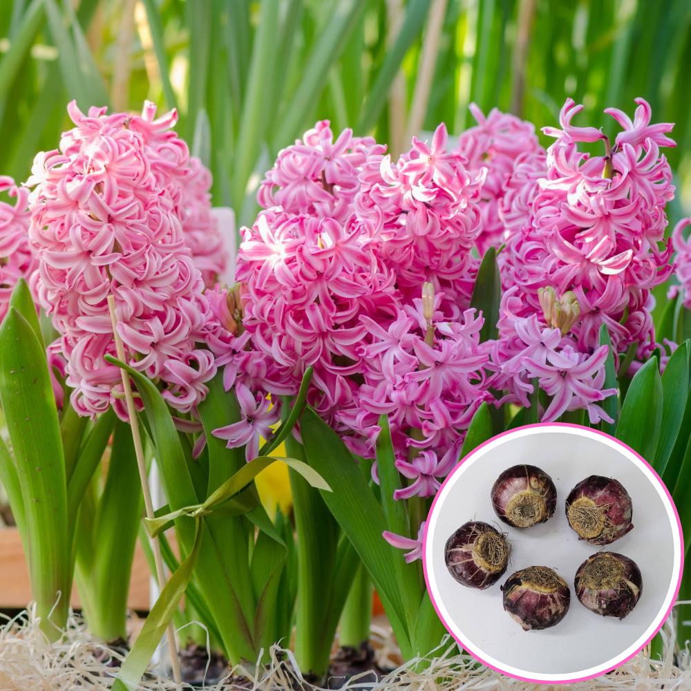 Hyacinth Pink Flower Bulbs (05N) - Image 2