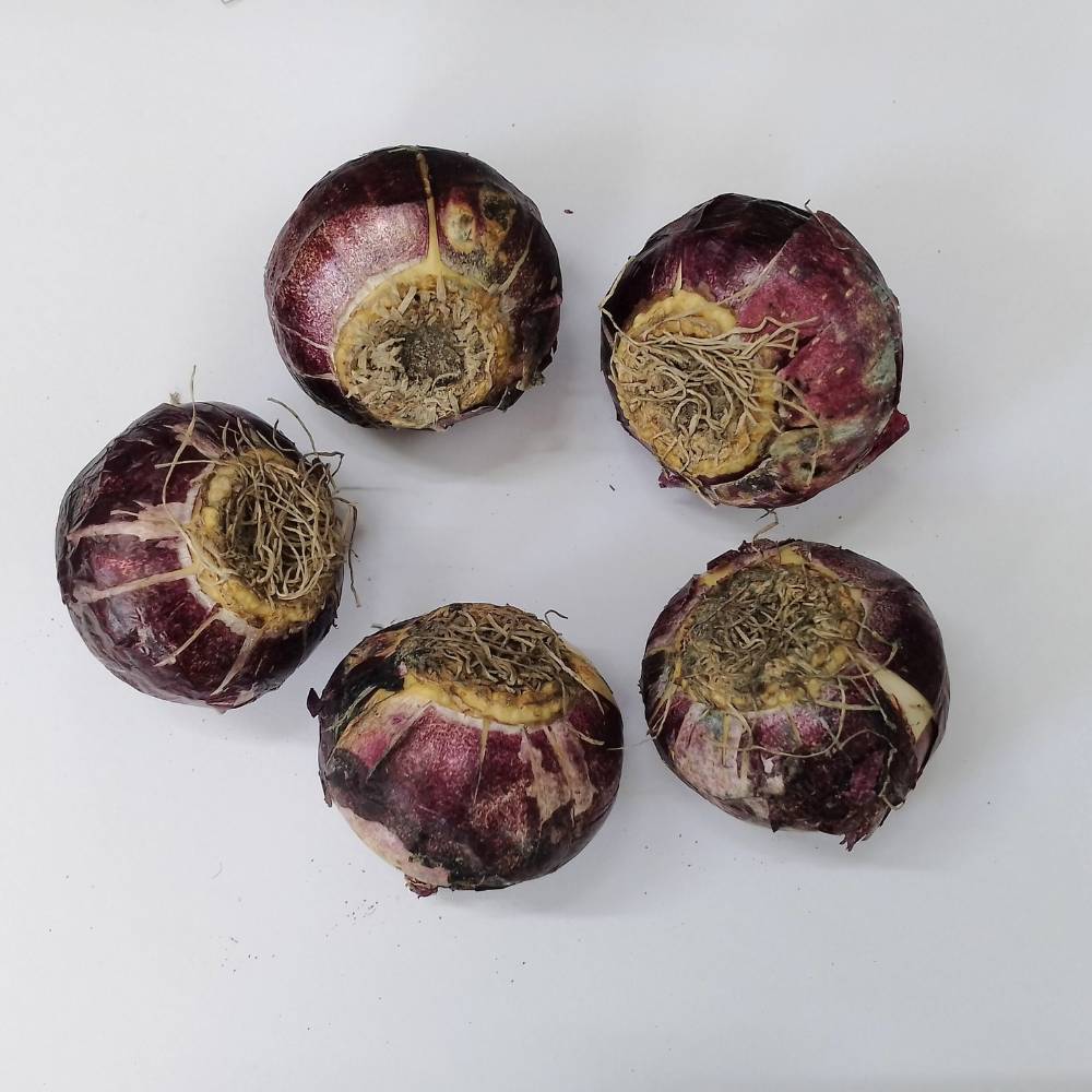 Hyacinth Pink Flower Bulbs (05N) - Image 3