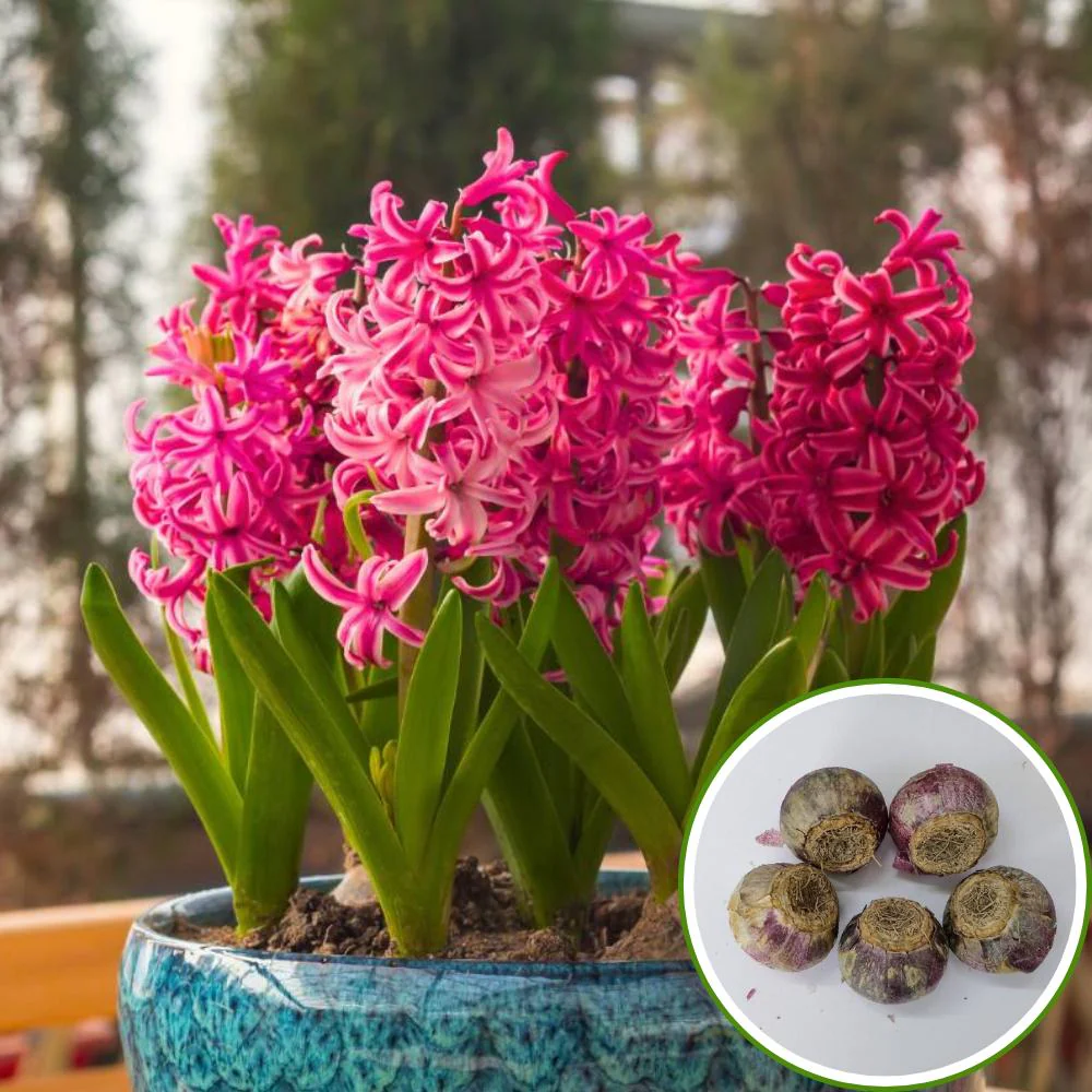 Hyacinth Red Flower Bulbs (05N) - Image 2