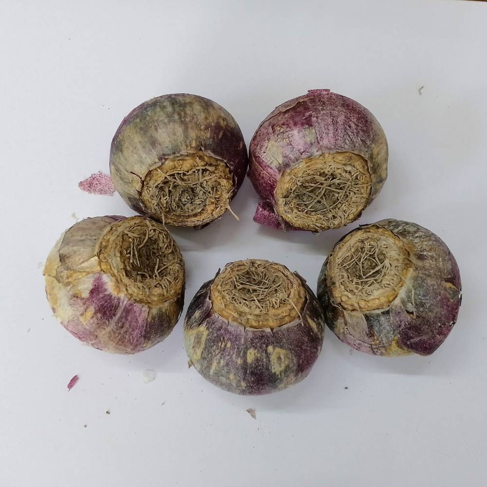 Hyacinth Red Flower Bulbs (05N) - Image 3