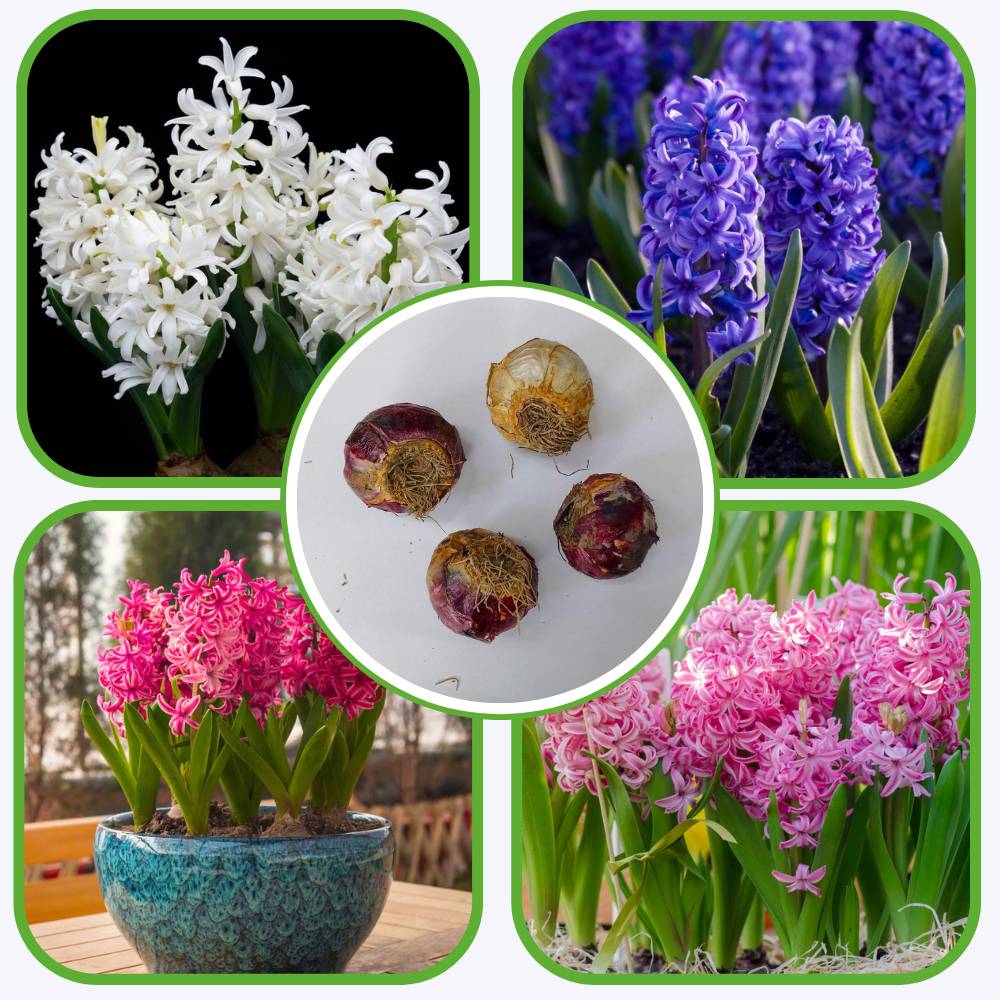 Hyacinth Mixed Color Flower Bulbs (05 Bulbs) - Image 2