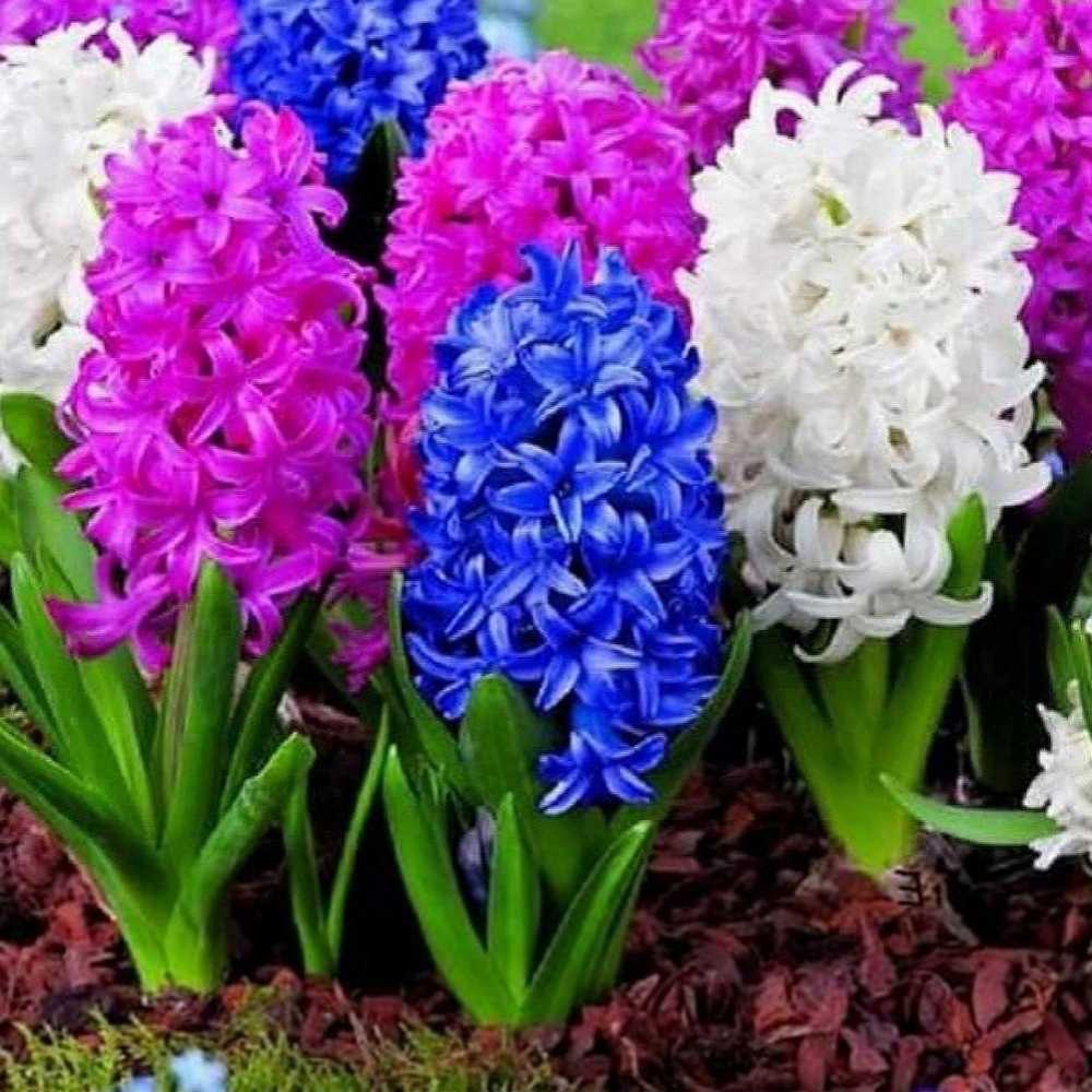 Hyacinth Mixed Color Flower Bulbs (05 Bulbs) - Image 3
