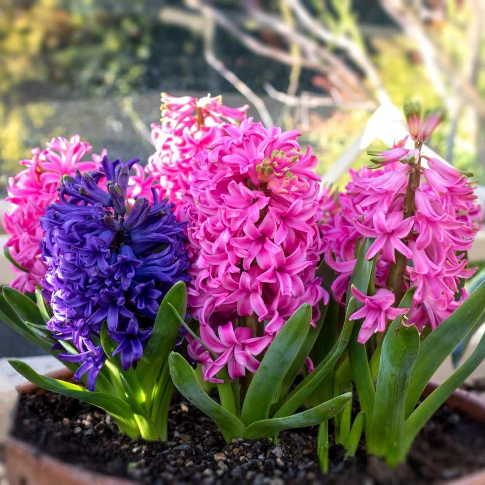 Hyacinth Mixed Color Flower Bulbs (05 Bulbs) - Image 4