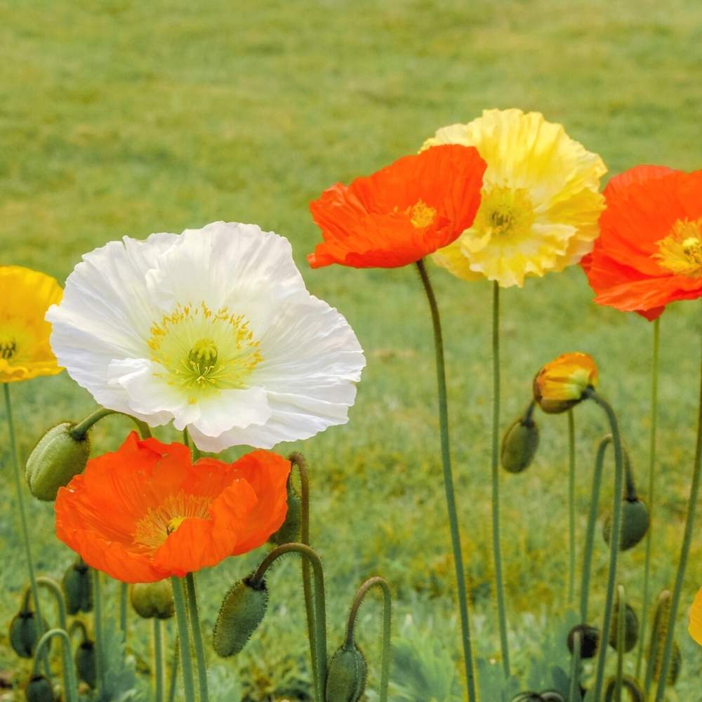 Iceland Poppy Mix Seeds (400 Seeds) - Image 2