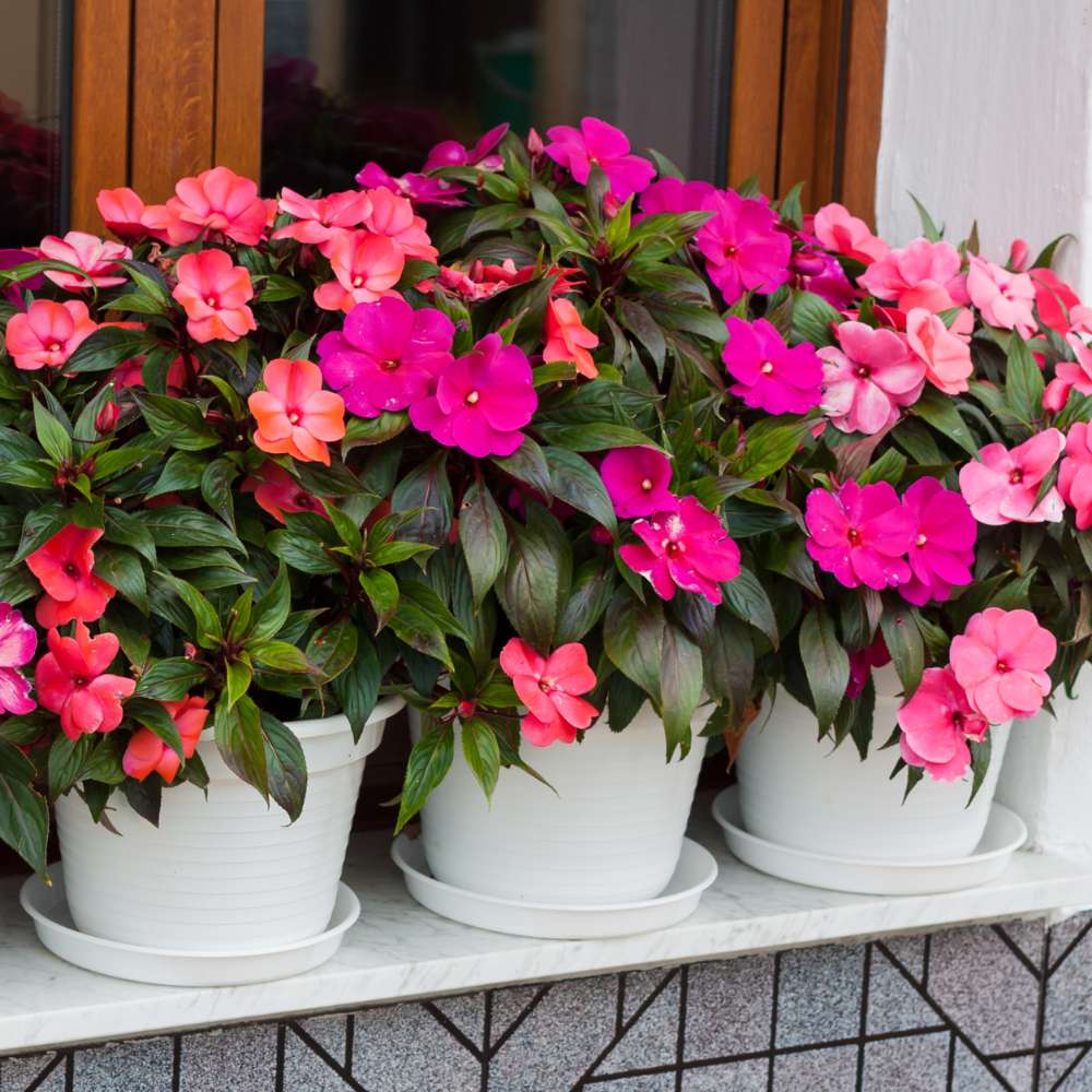 Impatiens Baby Dwarf Mixed Seeds (25 Seeds) Easy To Grow, High Germination, Perfect for pots, balconies, or Terrace gardens - Image 2