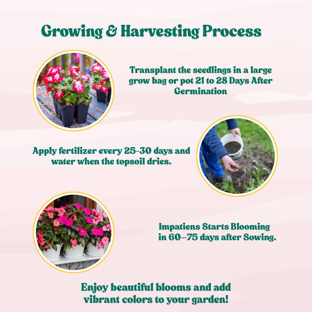 Impatiens Baby Dwarf Mixed Seeds (25 Seeds) Easy To Grow, High Germination, Perfect for pots, balconies, or Terrace gardens - Image 5