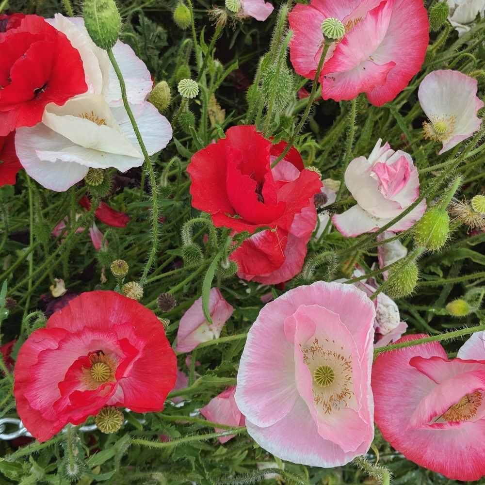 Indian Shirley Poppy Mix Seeds (400 Seeds) High Germination, Perfect for pots, balconies, or Terrace gardens - Image 2