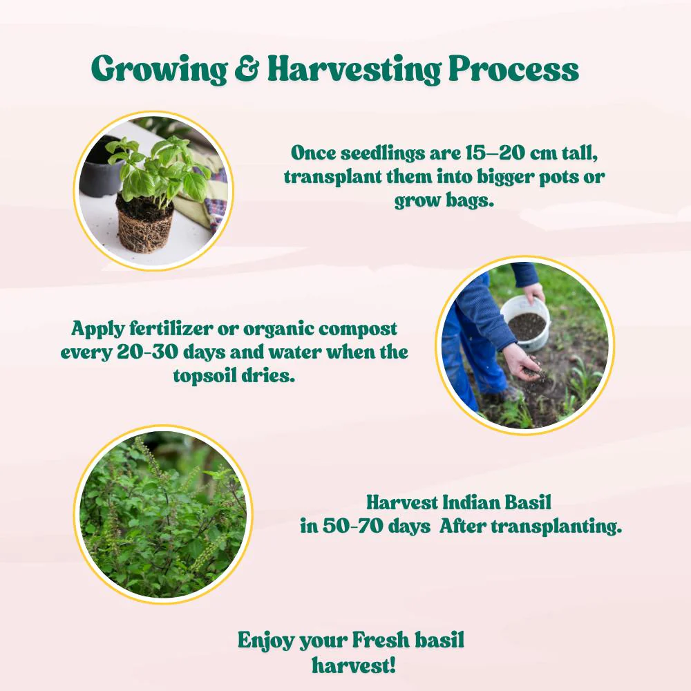Indian Holy Basil (Desi Tulsi) Seeds For Home gardening (200 Seeds) High Germination/ Easy to Grow - Image 6