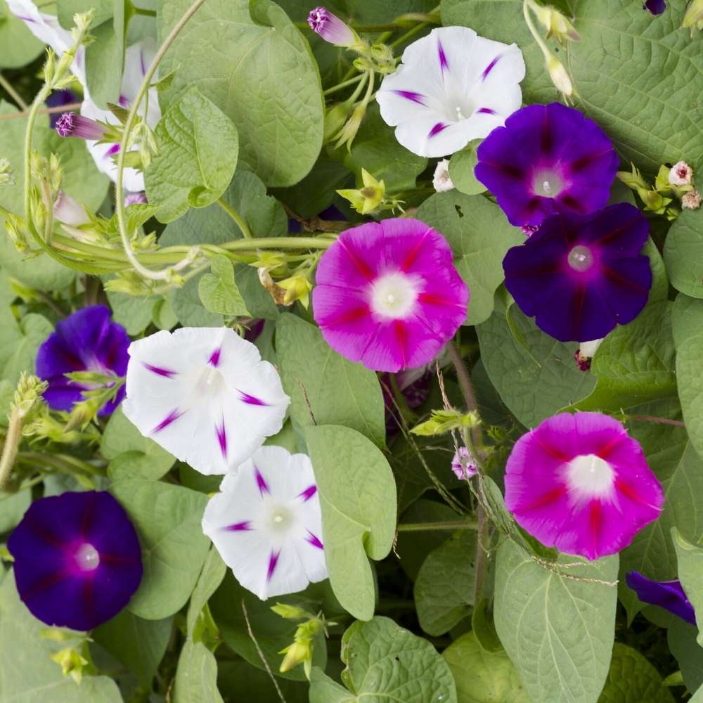 Ipomoea Morning Glory Purpurea Mix Seeds - 50 Seeds - Image 2