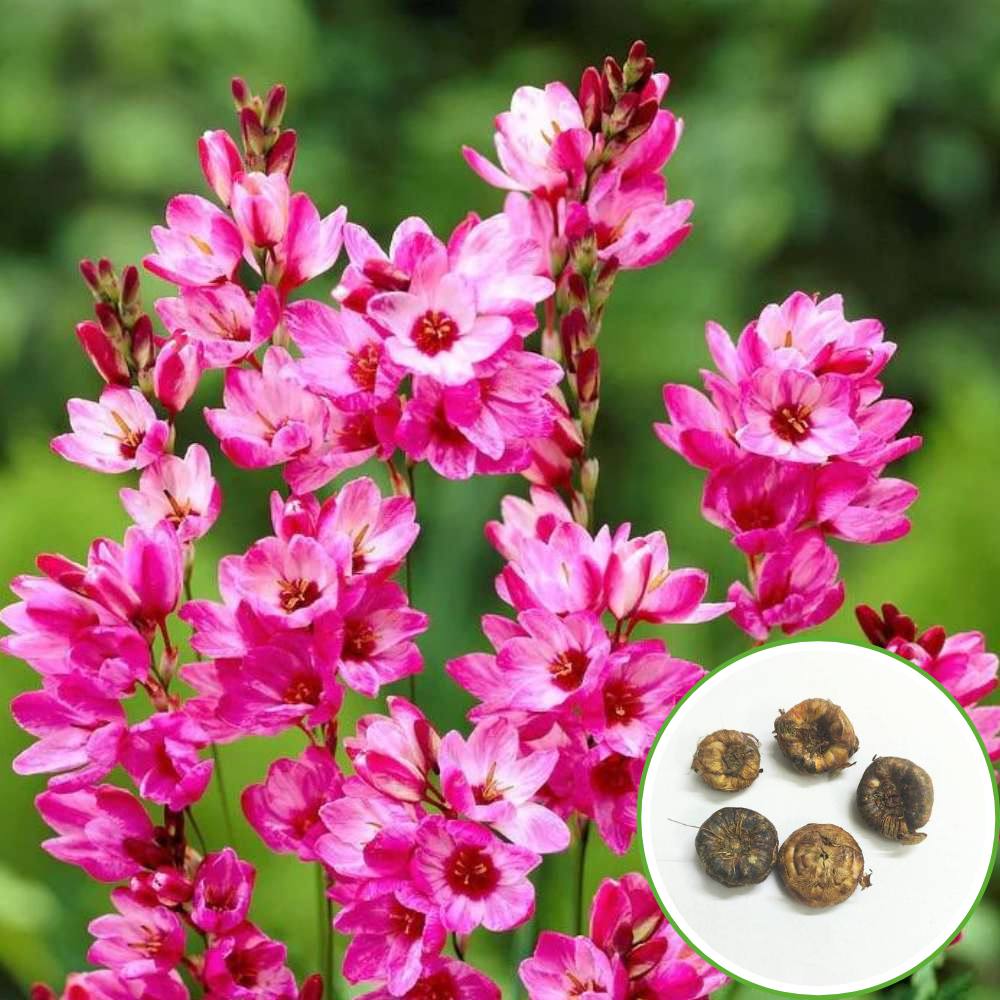 Ixia Pink Flower Bulbs (05 Bulbs) - Image 2