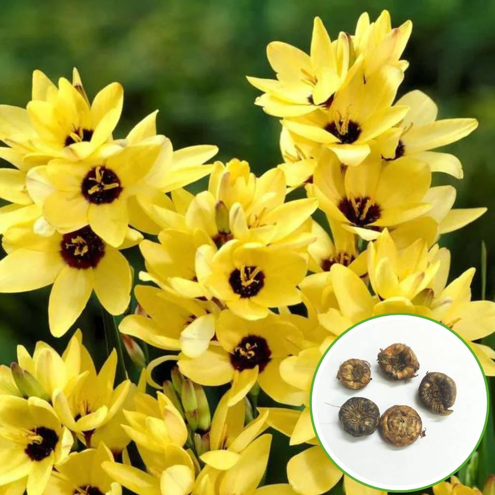 Ixia Yellow Flower Bulbs (05 Bulbs) - Image 2