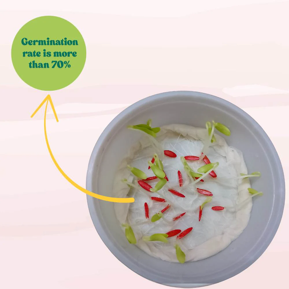Kakri Long Melon Seeds - 20 Seeds (Kakdi/ककड़ी के बीज) High Germination, Easy to Grow Seeds For Terrace Gardening - Image 4