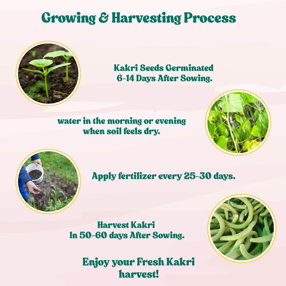Kakri Long Melon Seeds - 20 Seeds (Kakdi/ककड़ी के बीज) High Germination, Easy to Grow Seeds For Terrace Gardening - Image 6