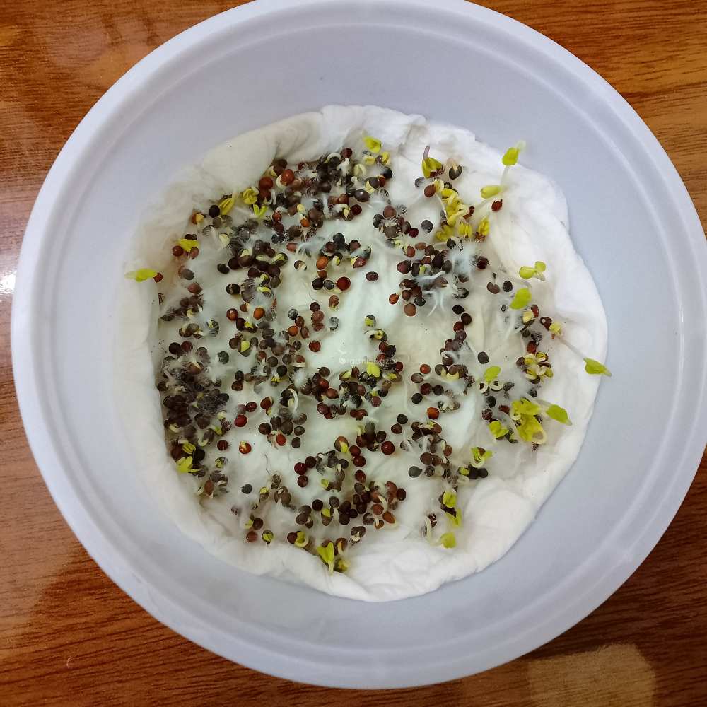 Kale Green Microgreen Seeds (20g) - Image 3