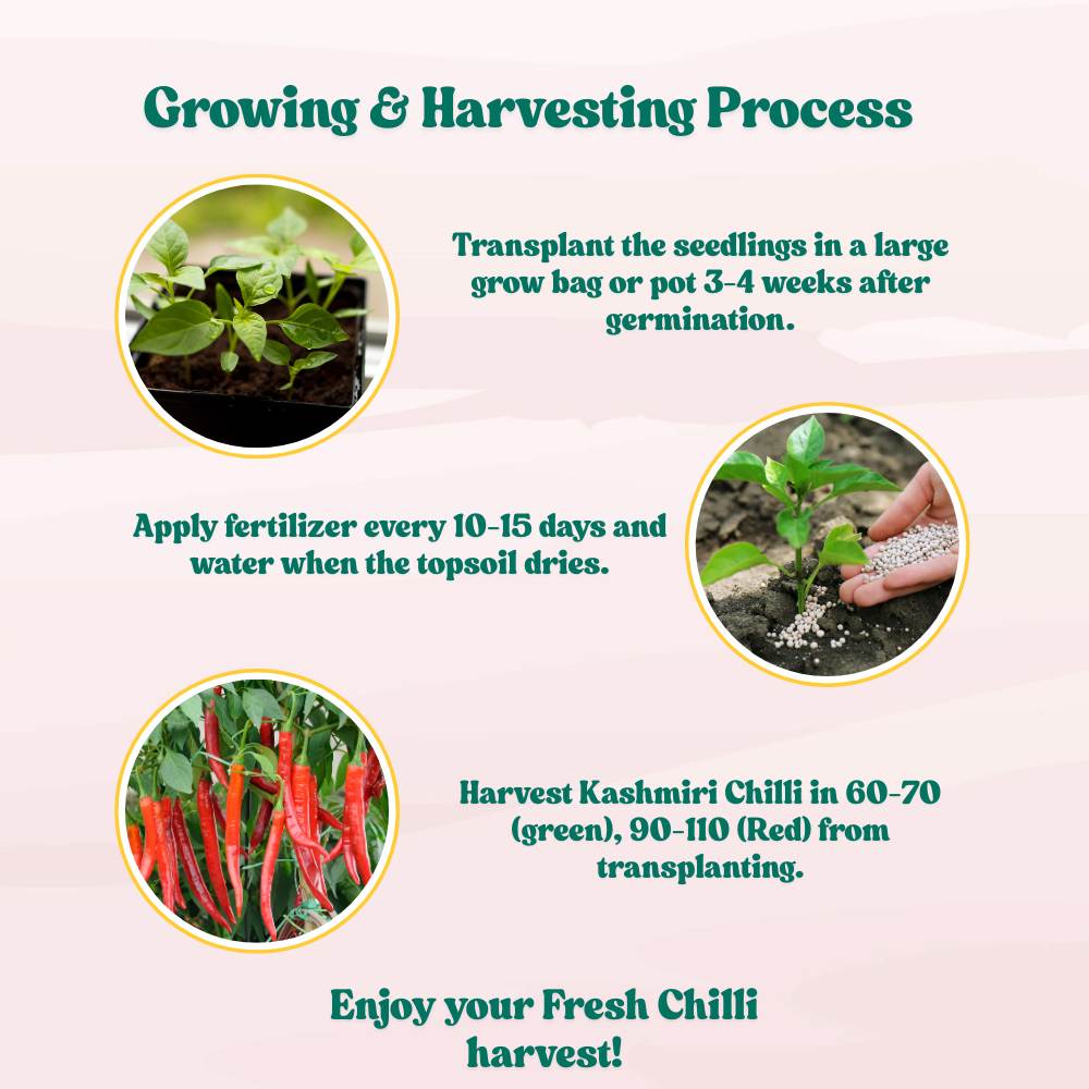 Kashmiri Chilli Seeds - (50 Seeds) High Yield | High Germination | Best for Home Gardens (Kashmiri Laal Mirch ke Beej / कश्मीरी मिर्च के बीज) - Image 8
