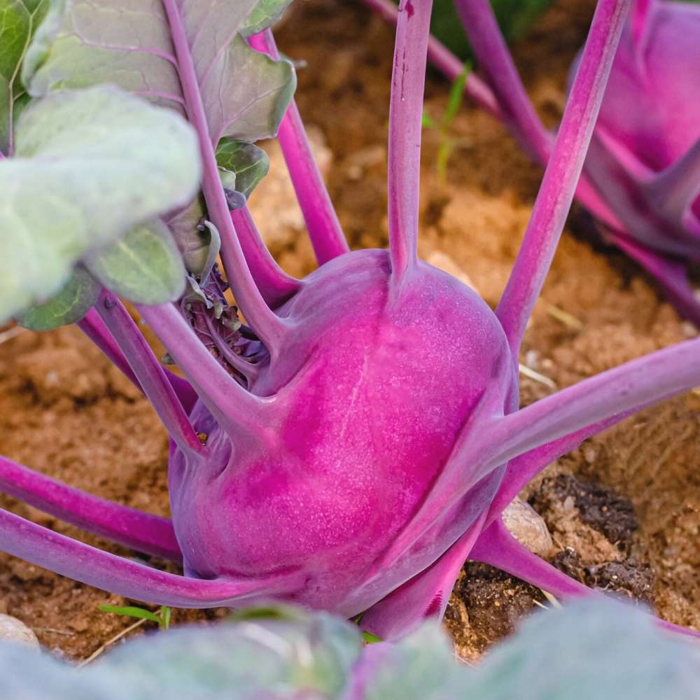 Knol Khol Purple Seeds - 50 Seeds (Ganth Gobhi/गांठ गोभी के बीज) - Image 2