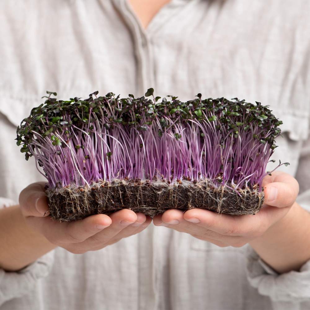 Knol Khol Purple Microgreen Seeds (25g)