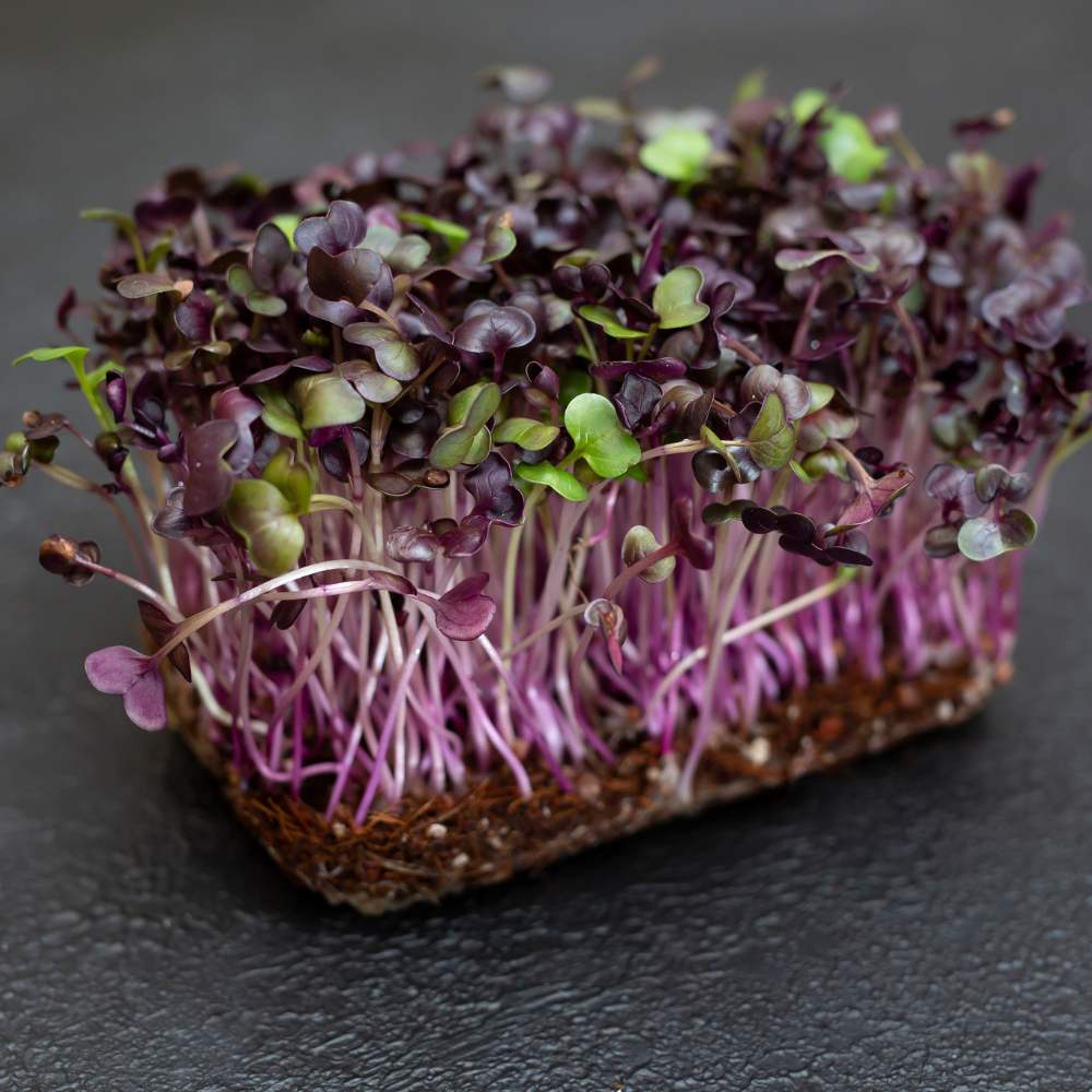 Knol Khol Purple Microgreen Seeds (25g) - Image 3
