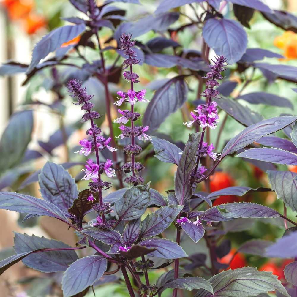 Krishna/Shyam Basil Seeds - 200 Seeds (Tulsi/तुलसी के बीज) High Germination/Perfect for pots, balconies, or Terrace gardens - Image 2