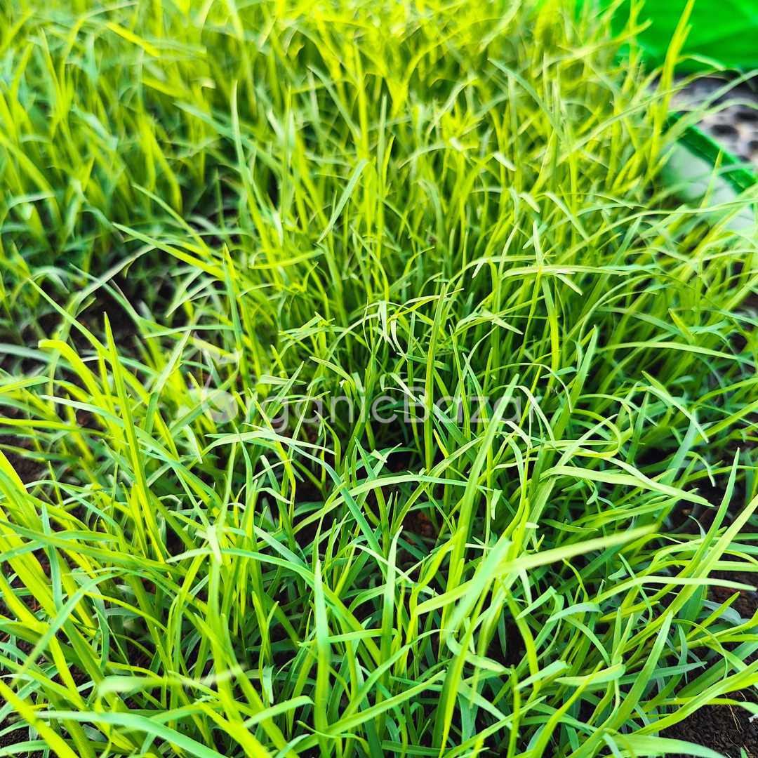 American Bermuda Grass Seeds For Lawn Garden (50g) - Image 5