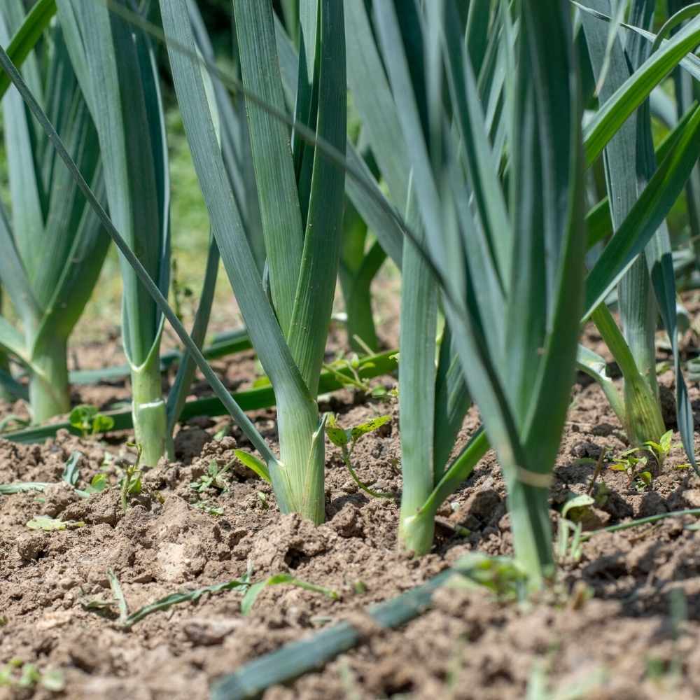 Leek Seeds - 500 Seeds (Hari Pyaj/लीक के बीज) High Germination/ Easy to Grow/ Ideal for Terrace/Kitchen Gardening - Image 3