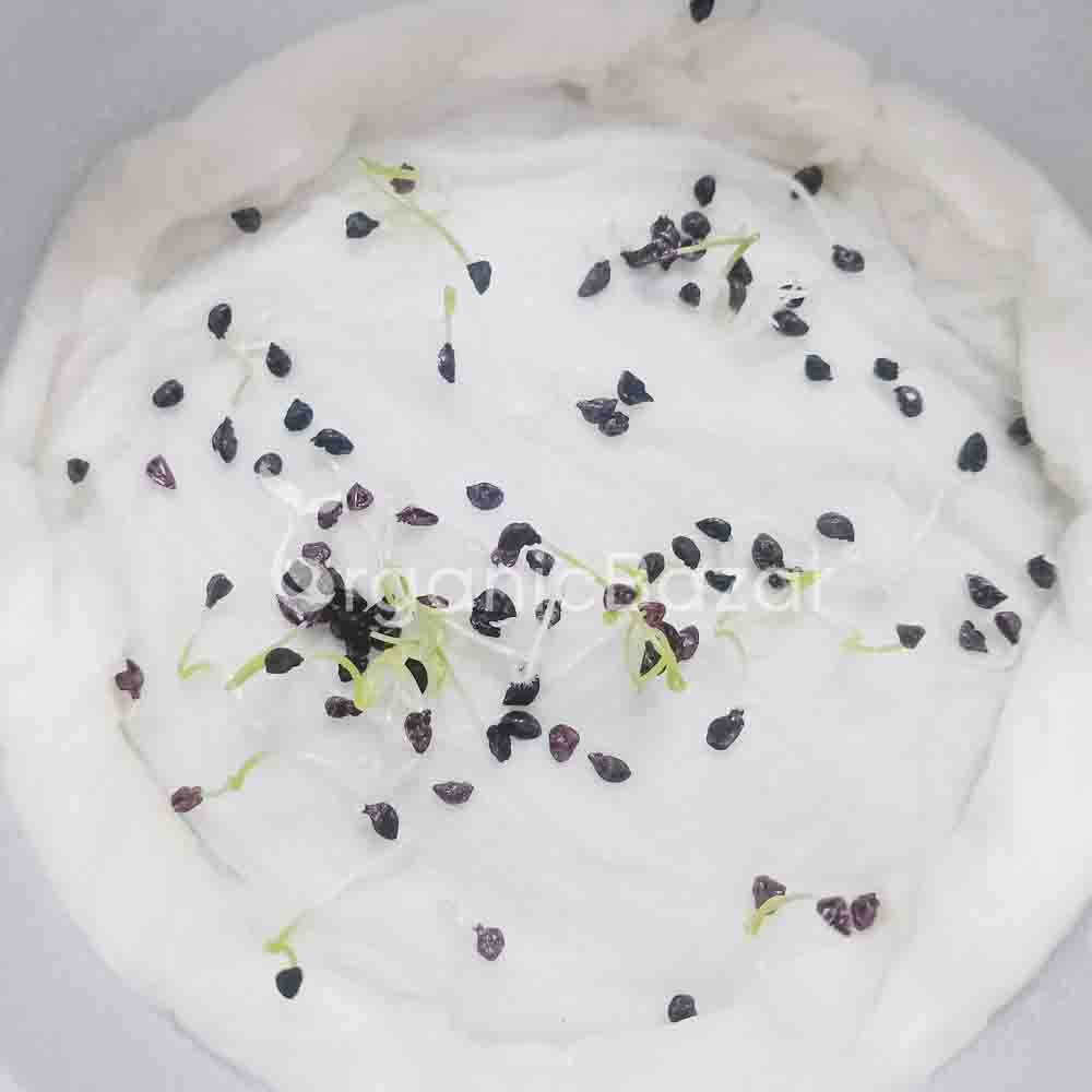 Leek Seeds - 500 Seeds (Hari Pyaj/लीक के बीज) High Germination/ Easy to Grow/ Ideal for Terrace/Kitchen Gardening - Image 5