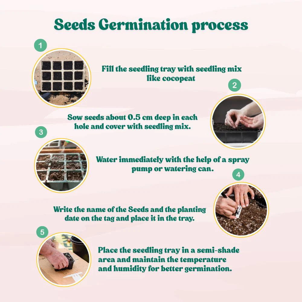 Lemon Balm Seeds - 200 Seeds (लेमन बाम के बीज) High Germination/ Easy to Grow/ Ideal For Terrace Gradening - Image 5